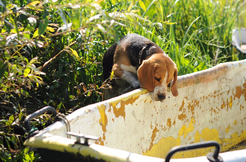 Heel eigenwijs maar een echte familiehond: de beagle Heel eigenwijs maar een echte familiehond: de beagle